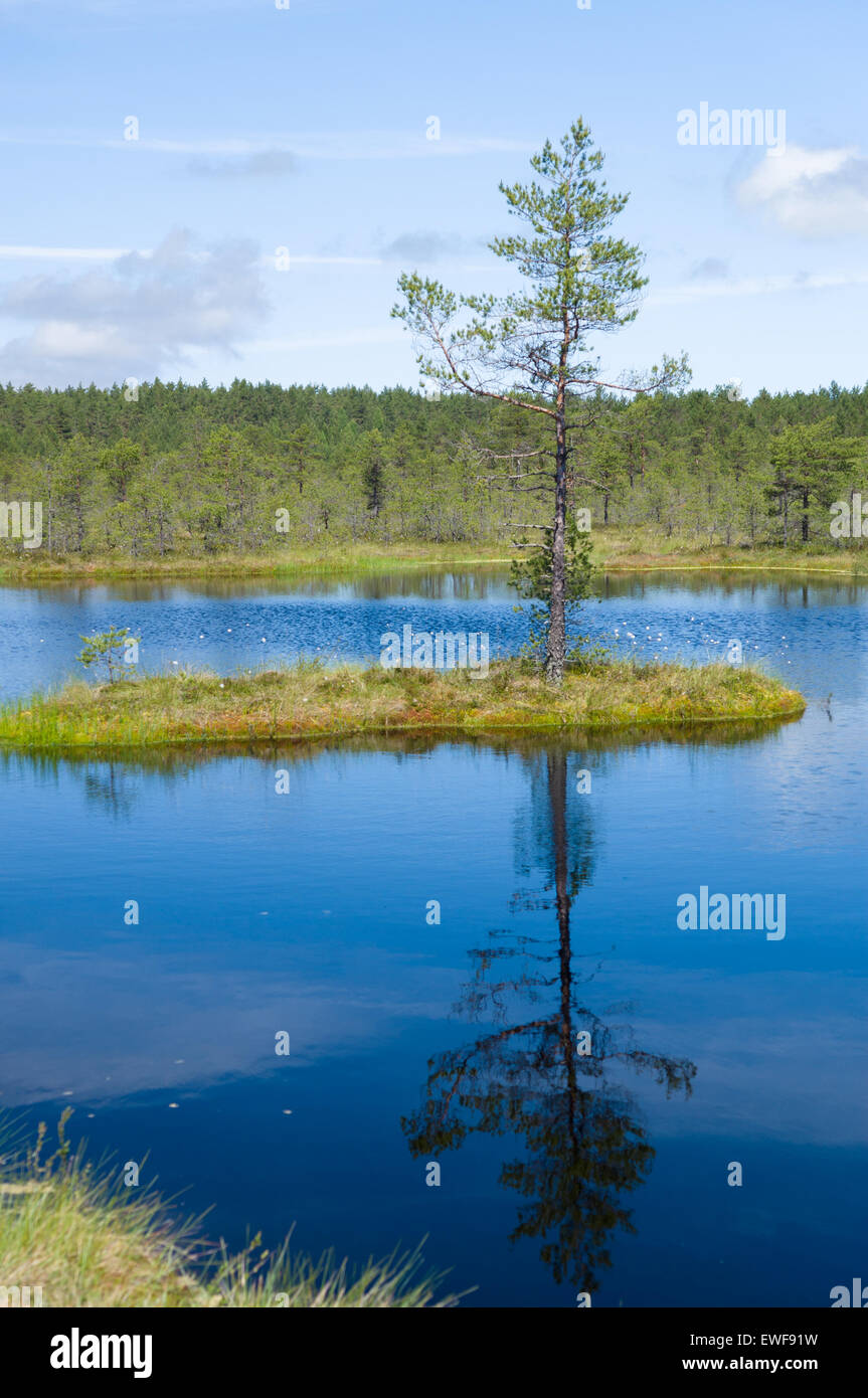 La riflessione della piccola isola e pino sulle acque del lago Foto Stock