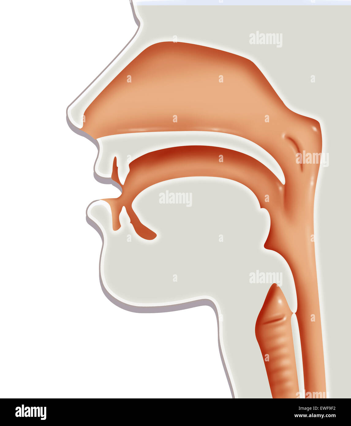 ENT, illustrazione Foto Stock