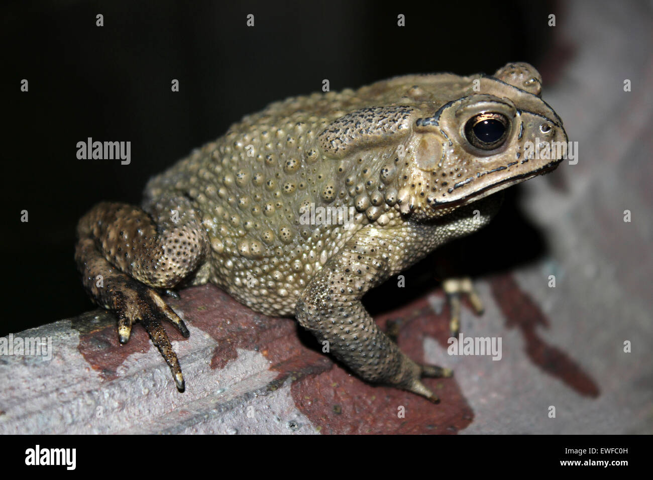 Nero-spined Toad Duttaphrynus melanostictus Foto Stock