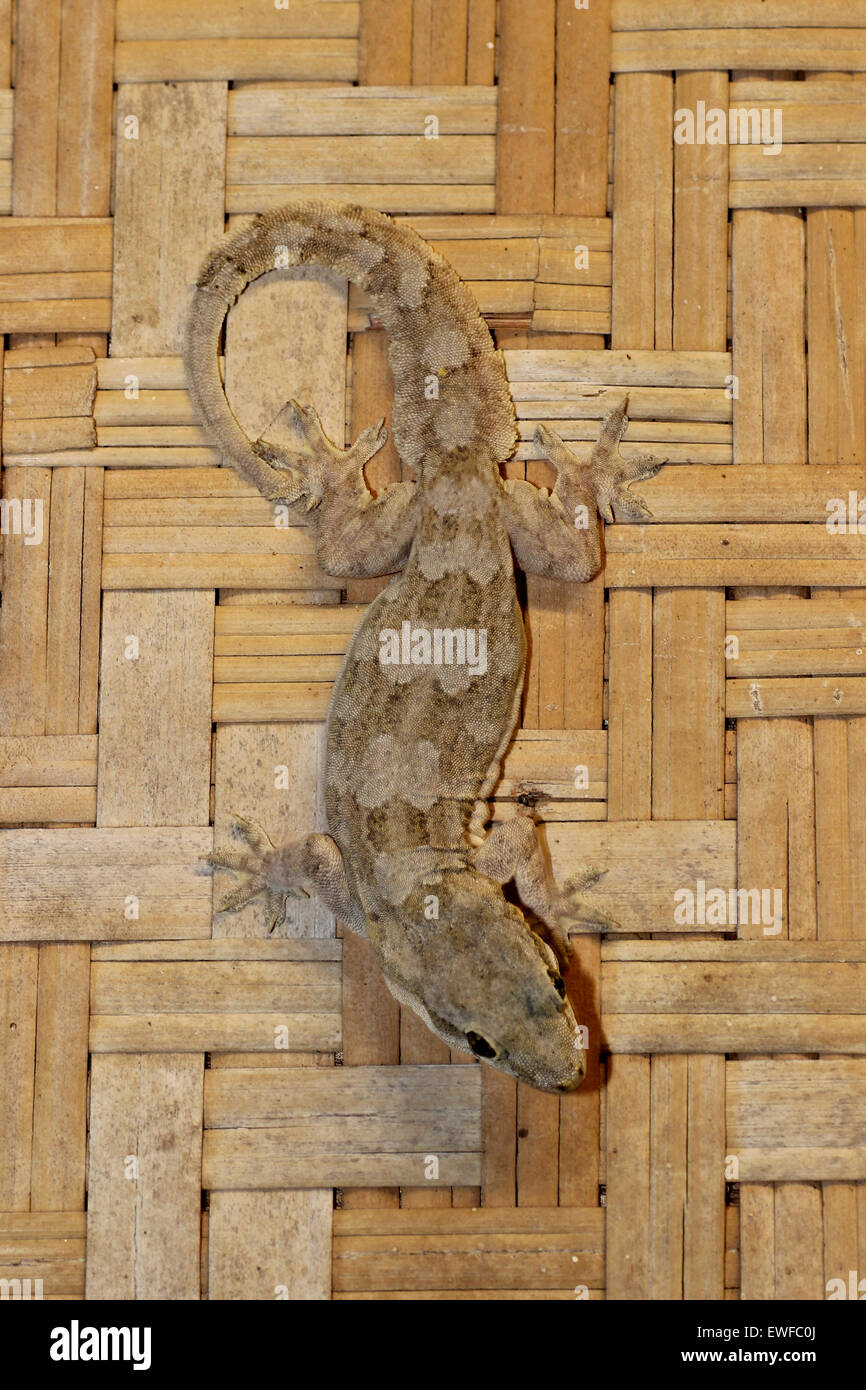 Flat-tailed House Gecko platyurus Hemidactylus Foto Stock