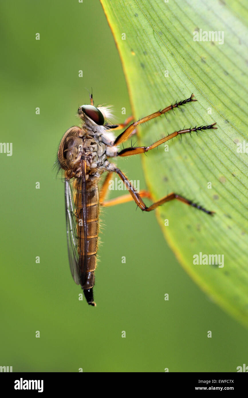 Robber Fly Asilidae Foto Stock