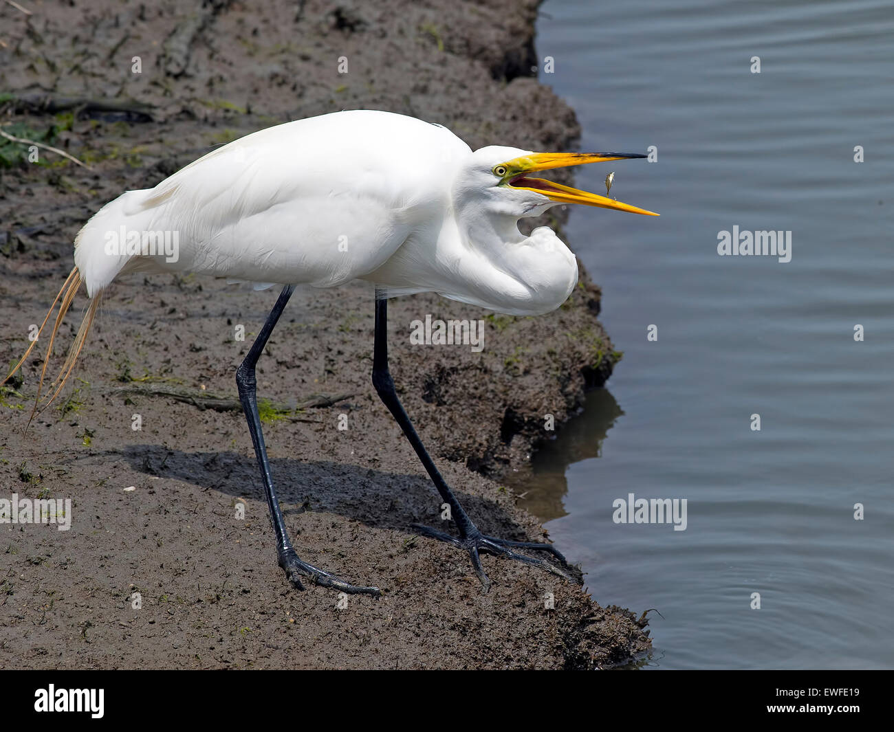 Airone bianco maggiore con il pesce tra il becco Foto Stock