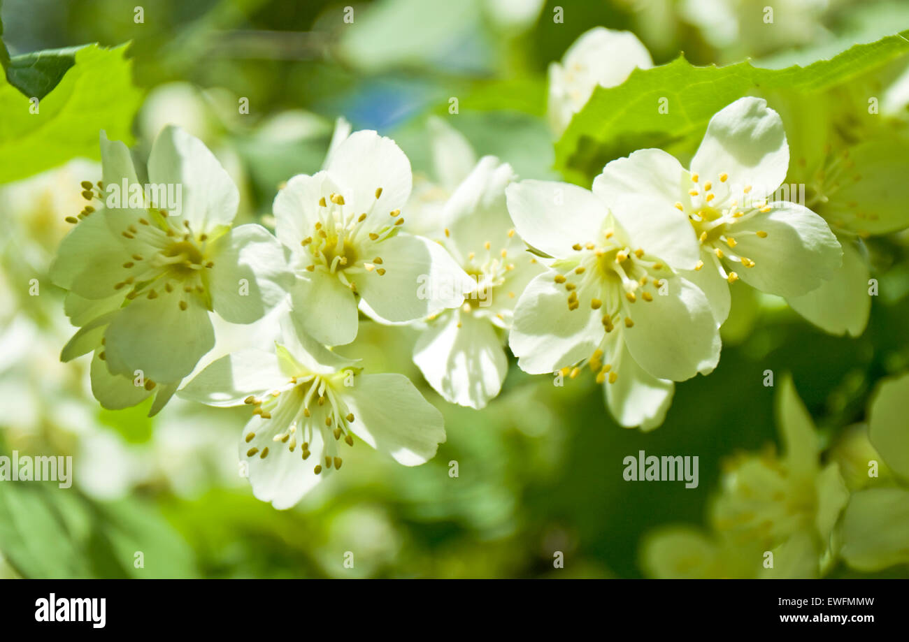 I fiori del giardino jasmin (JASMINE, jessamin(e). Foto Stock
