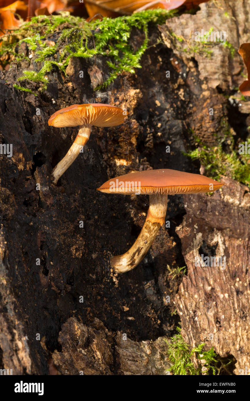 Campana funebre, Gift-Häubling, Gifthäubling, Nadelholz-Häubling, Galerina marginata, Galerina autumnalis, Psilocybe marginata Foto Stock