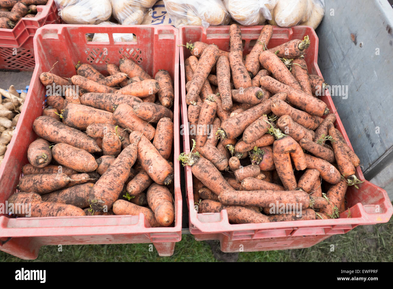 Appena scavato carote fangoso sporca gli agricoltori farm shop Foto Stock