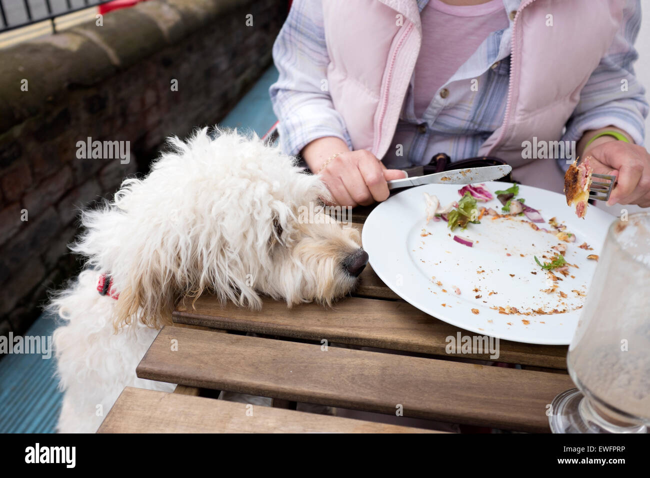 Cane Cockapoo jumping fino a tavola per il cibo fame modello rilasciato Foto Stock