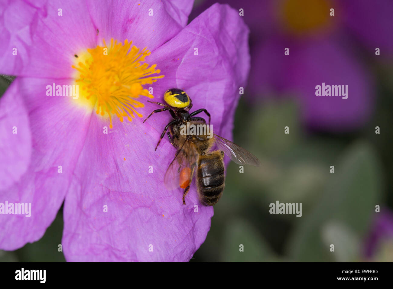 Granchio rosso spider, Südliche Glanz-Krabbenspinne, Südliche Glanzkrabbenspinne, Krabbenspinne, Synema globosum, Synaema globosum Foto Stock