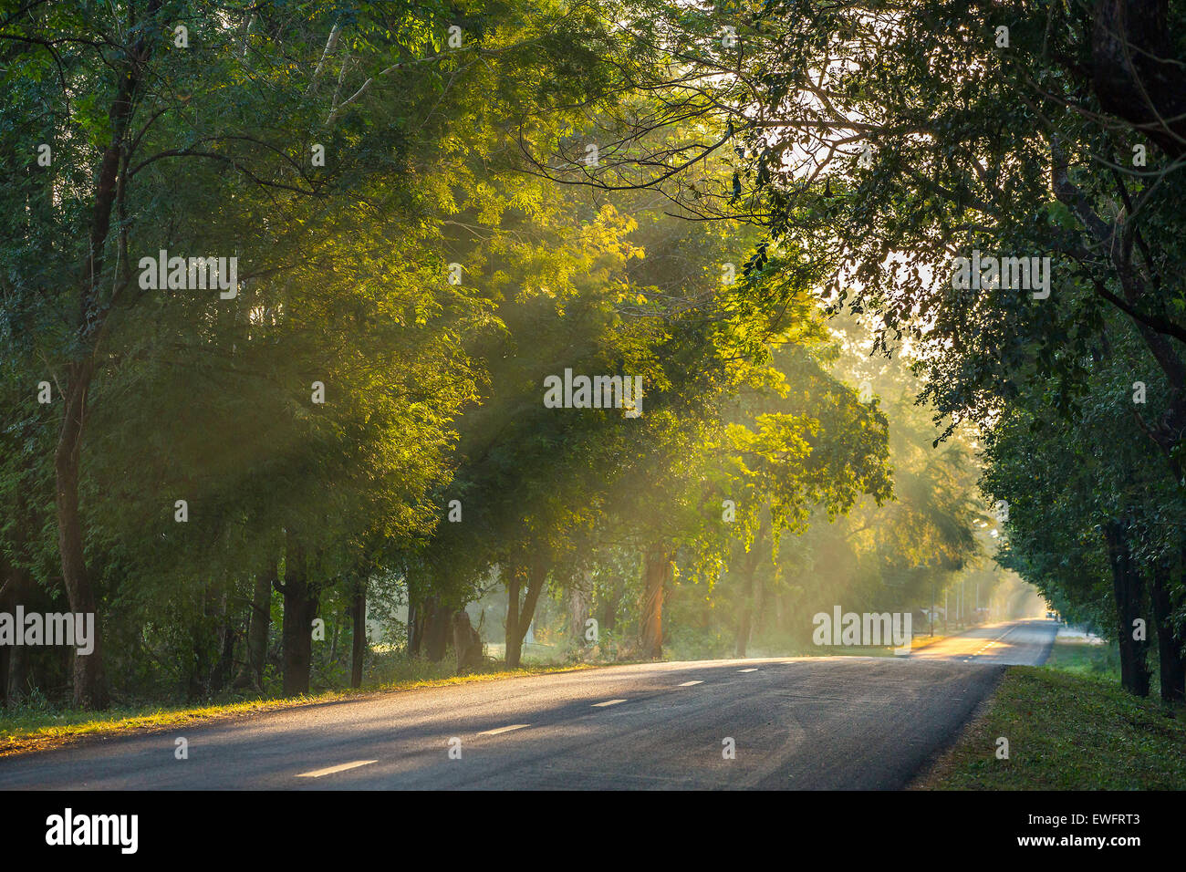 Sole di mattina che brilla attraverso i rami sulla strada del paese. Foto Stock