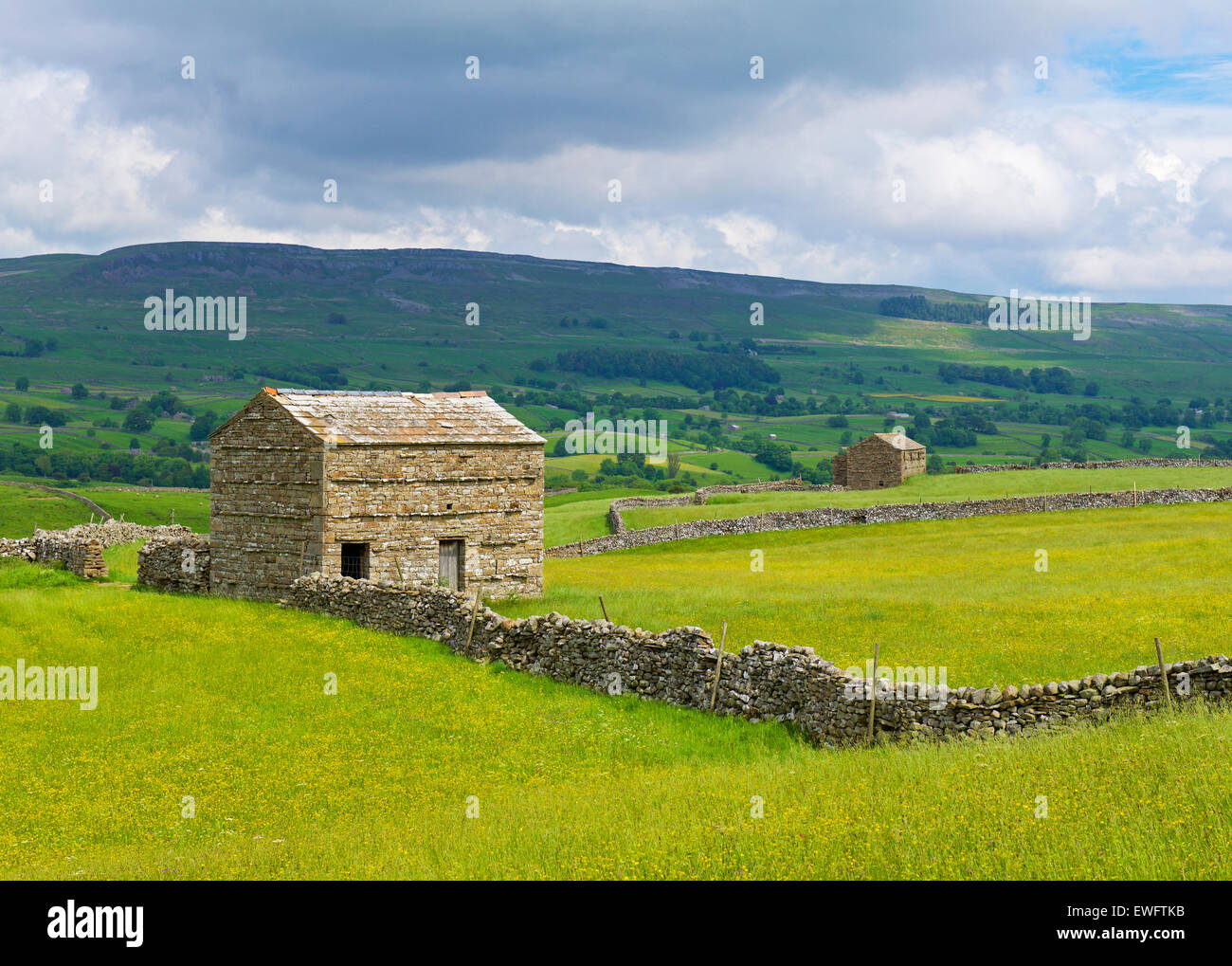 Campo fienili e prati fioriti, Wensleydale, Yorkshire Dales National Park, North Yorkshire, Inghilterra, Regno Unito Foto Stock