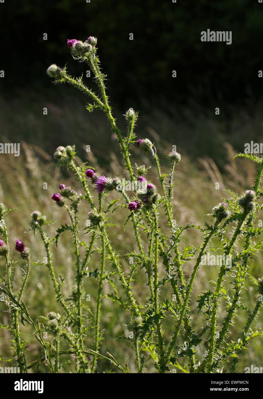 Marsh Thistle o Europeo cardo di palude, Cirsium palustre, Asteraceae. Foto Stock