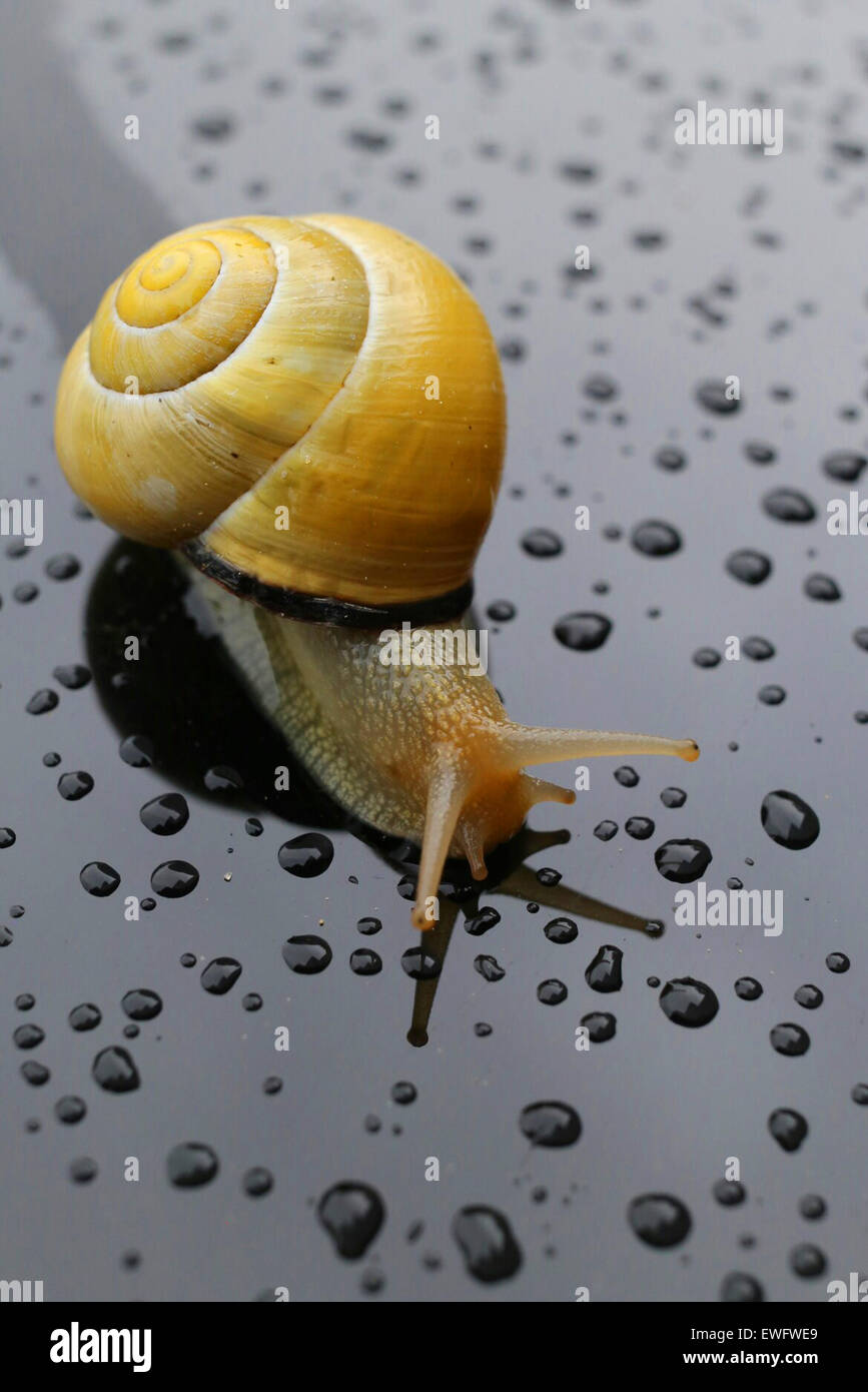 Lumaca dopo la pioggia su una superficie bagnata con alcune gocce di acqua Foto Stock