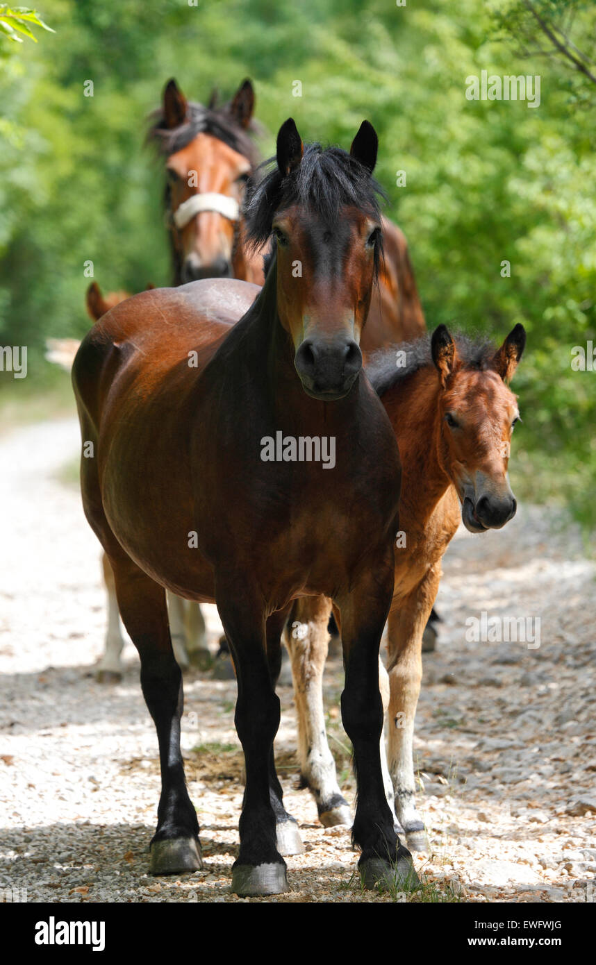I cavalli. Mare e puledro insieme. Foto Stock