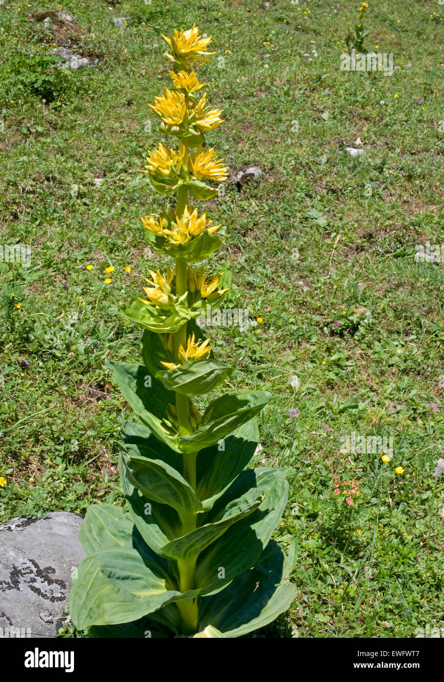 La flora dell'Oberland Bernese, Svizzera. Grande Genziana Foto Stock
