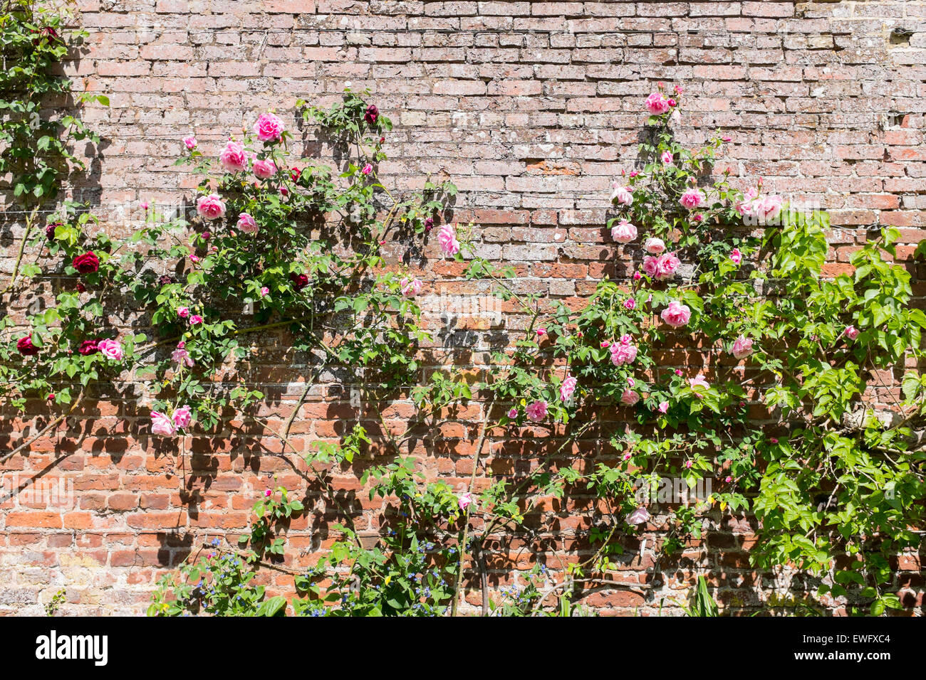 Rosa rose rampicanti su un vecchio rosso muro di mattoni Foto Stock