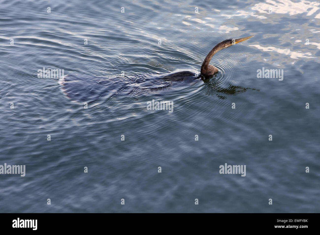 Passare una griglia Beach, Stati Uniti d'America, airone blu nell'acqua Foto Stock