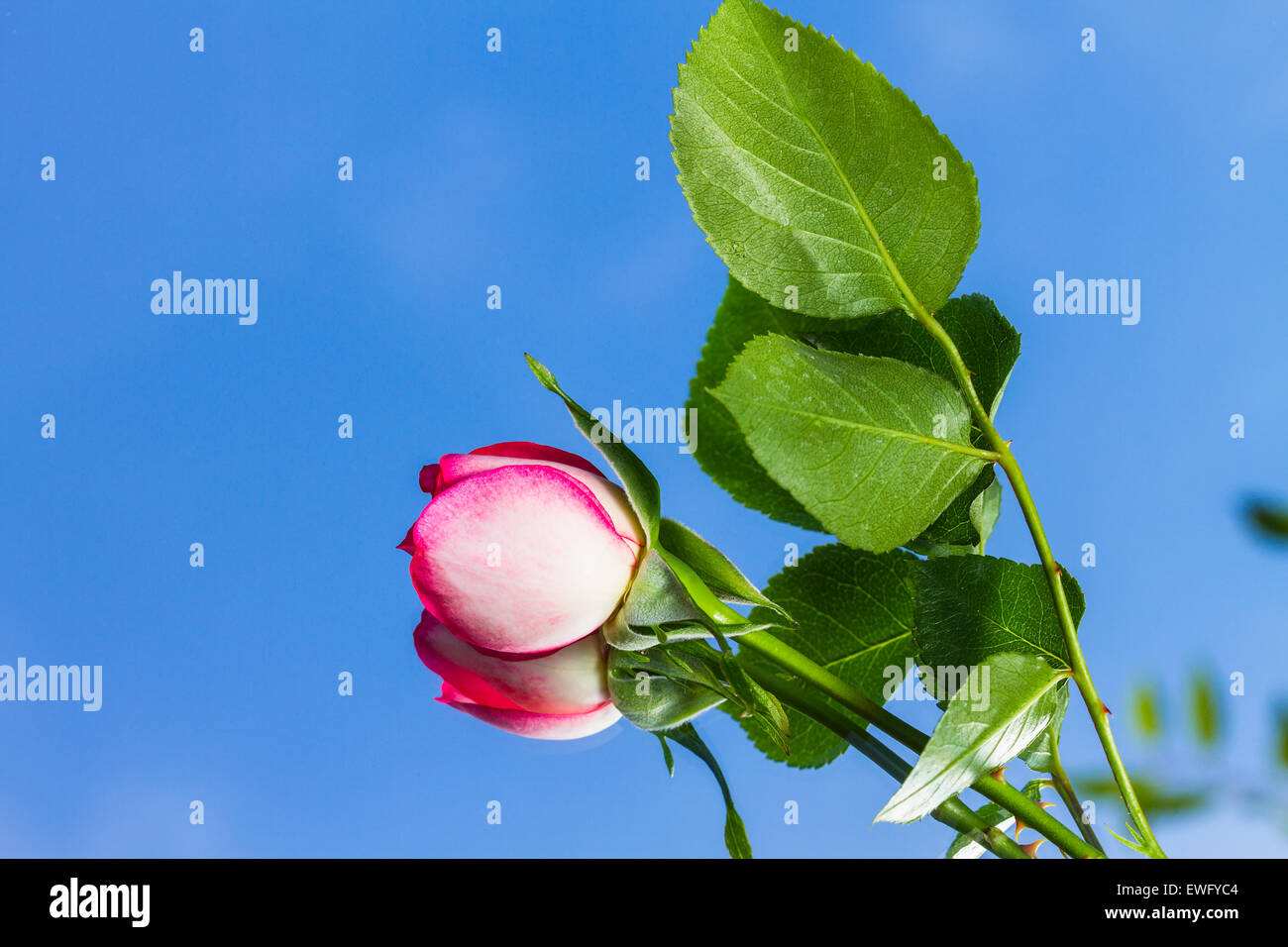 Bella wild-crescente scarlet rose su sfondo a specchio Foto Stock