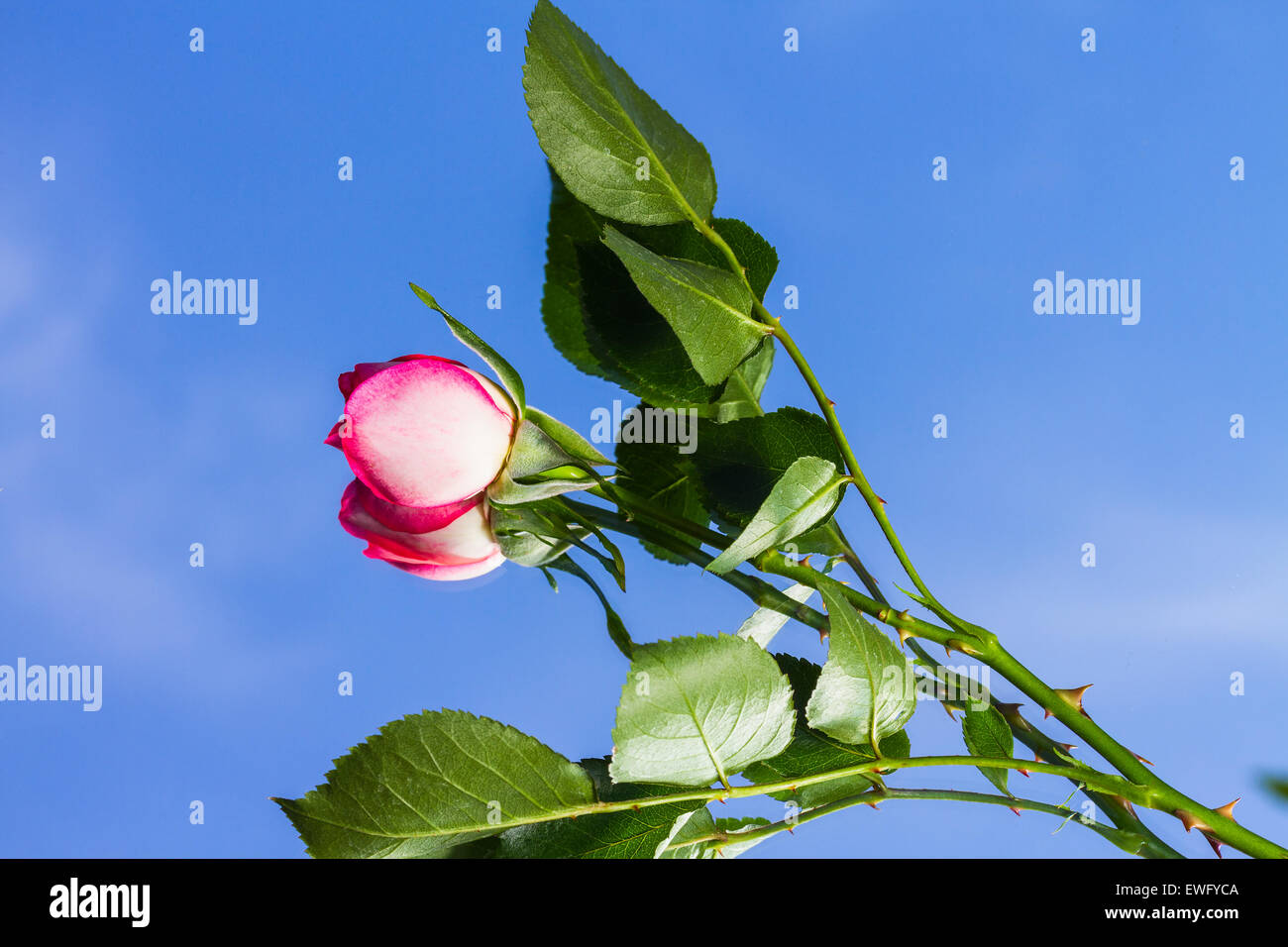 Bella wild-crescente scarlet rose su sfondo a specchio Foto Stock