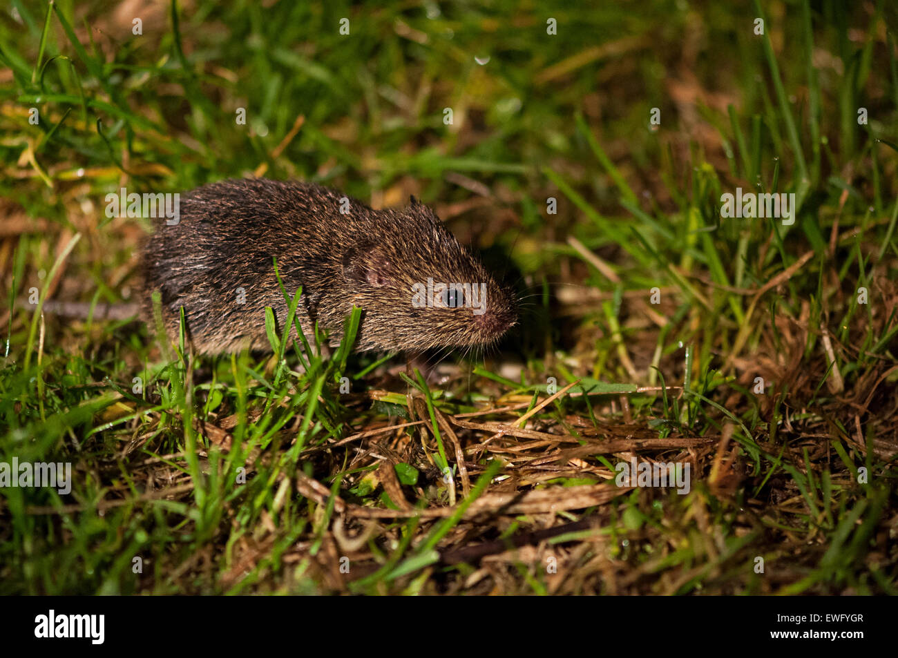 Mouse sul campo alla ricerca di cibo attraverso l'erba Foto Stock