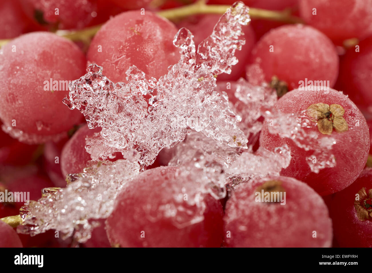 Lo sfondo da molti ribes surgelati coperto con cristalli di ghiaccio Foto Stock