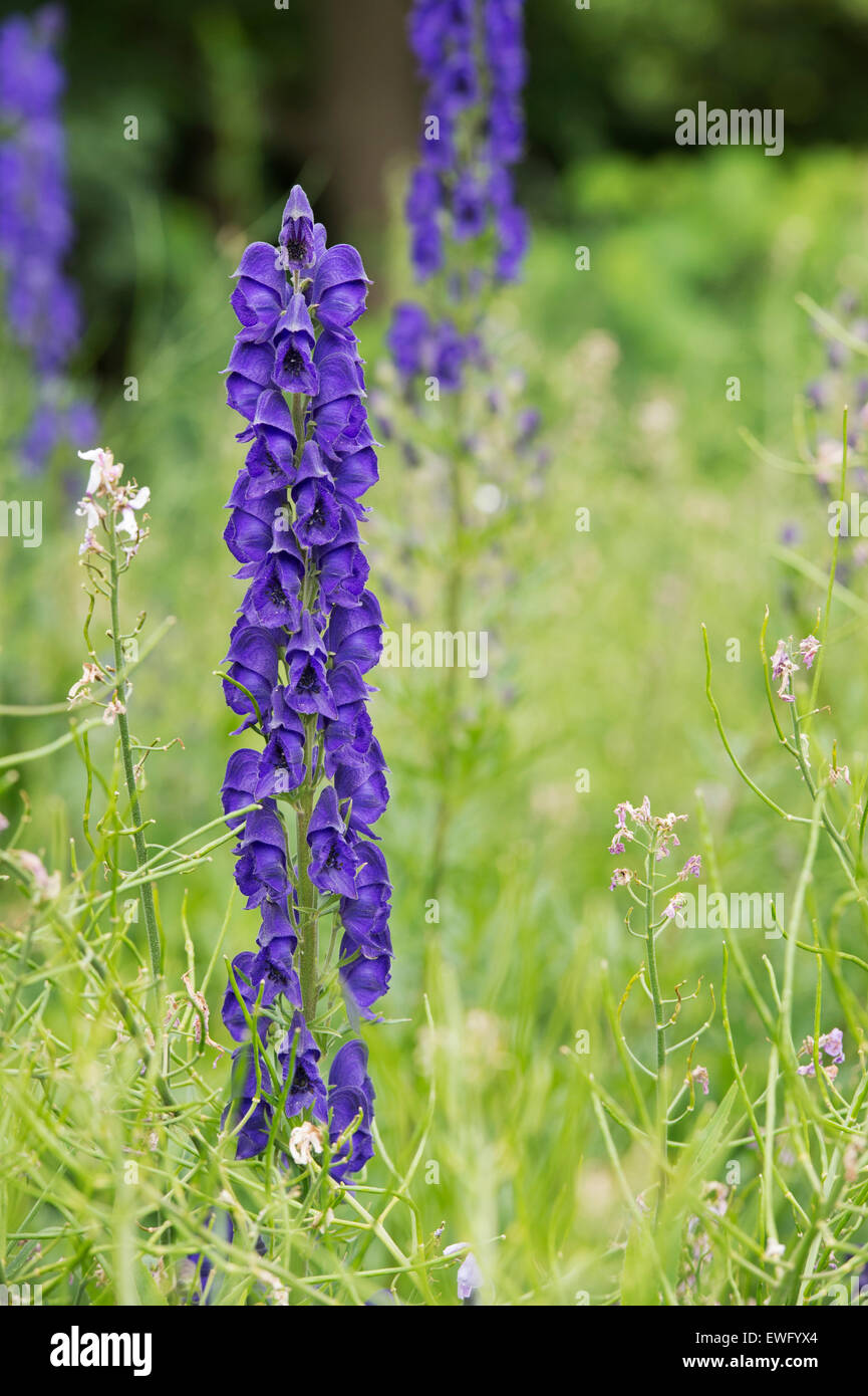 Aconitum napellus. Monkshood fiore. Aconitum fiori Foto Stock