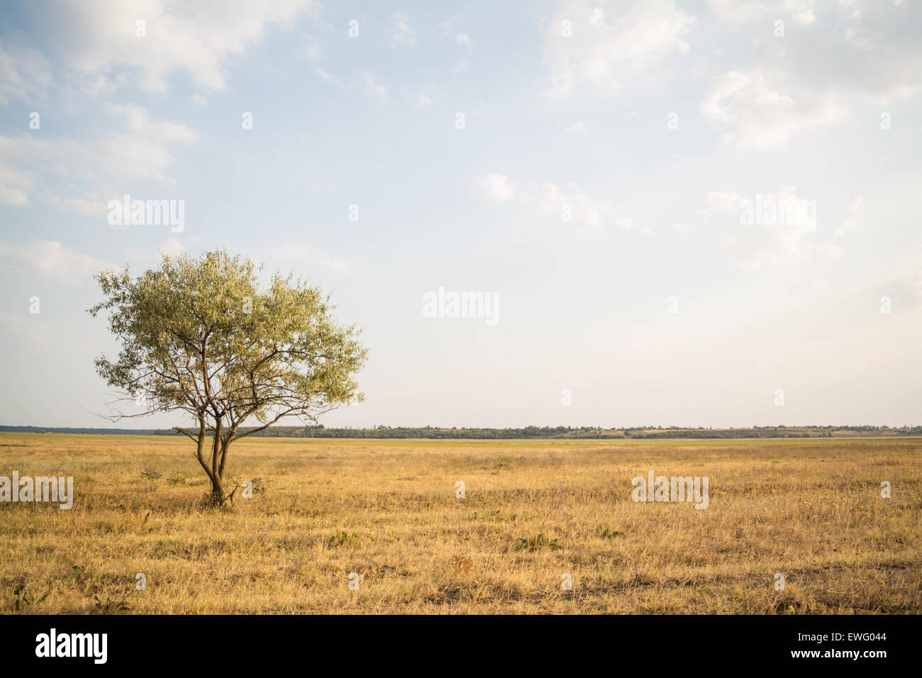 Un albero solitario in mezzo a una prateria aperta, i suoi rami si avvicinano al cielo. Questo albero è un punto focale nel vasto paesaggio, che offre ombra e habitat per la fauna selvatica. La prateria circostante fornisce un ecosistema naturale per varie specie vegetali e animali. Foto Stock