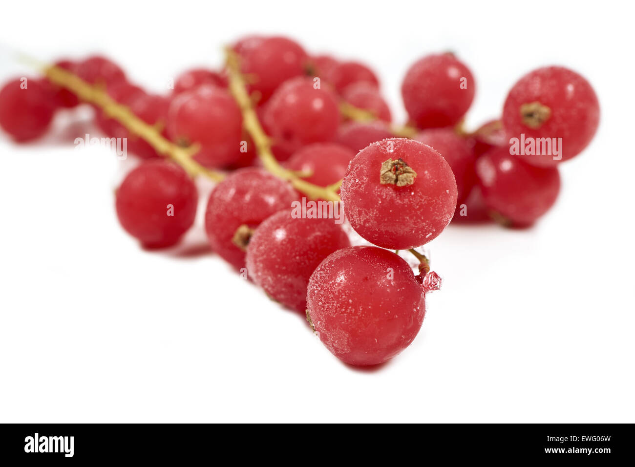 Macro shot di ribes surgelati con steli su uno sfondo bianco con copia spazio sul lato inferiore Foto Stock