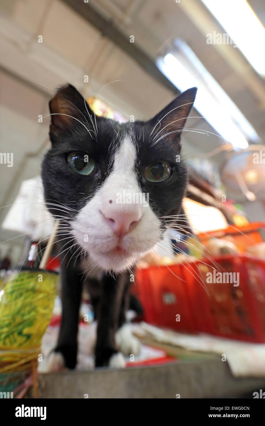 Hong Kong, Cina, cat su un mercato settimanale Foto Stock