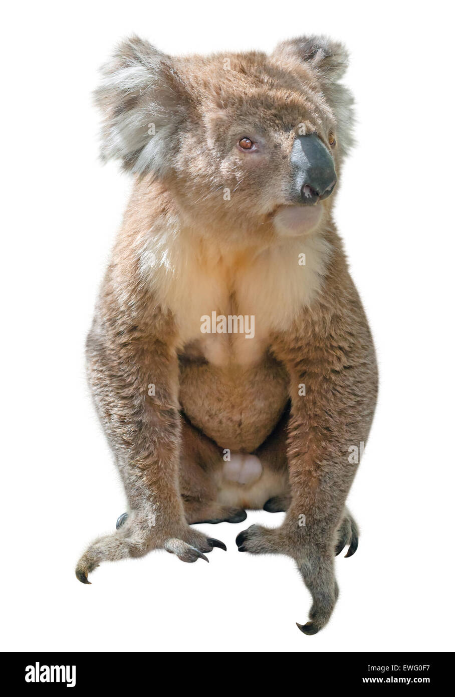 Koala isolato Foto Stock