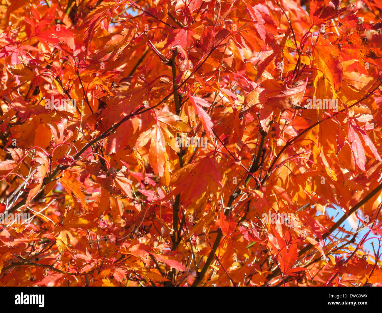 Foglie di autunno su una struttura ad albero Foto Stock