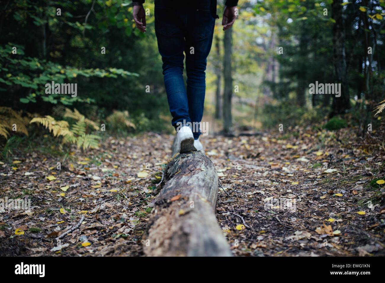 Una persona cammina lungo un tronco caduto in un parco forestale, vestito con jeans blu e scarpe bianche. Il fondo della foresta è ricoperto di foglie, creando un ambiente tranquillo e naturale per l'esplorazione all'aperto. Foto Stock