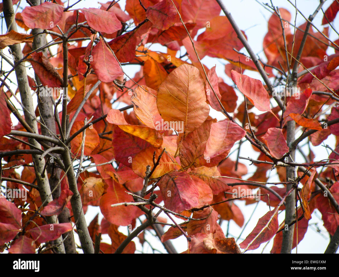 Color ruggine foglie di albero sui rami ramo di foglie di foglie natura outdoor ruggine rossa sky tree arancione rosa rosso i colori autunnali Foto Stock