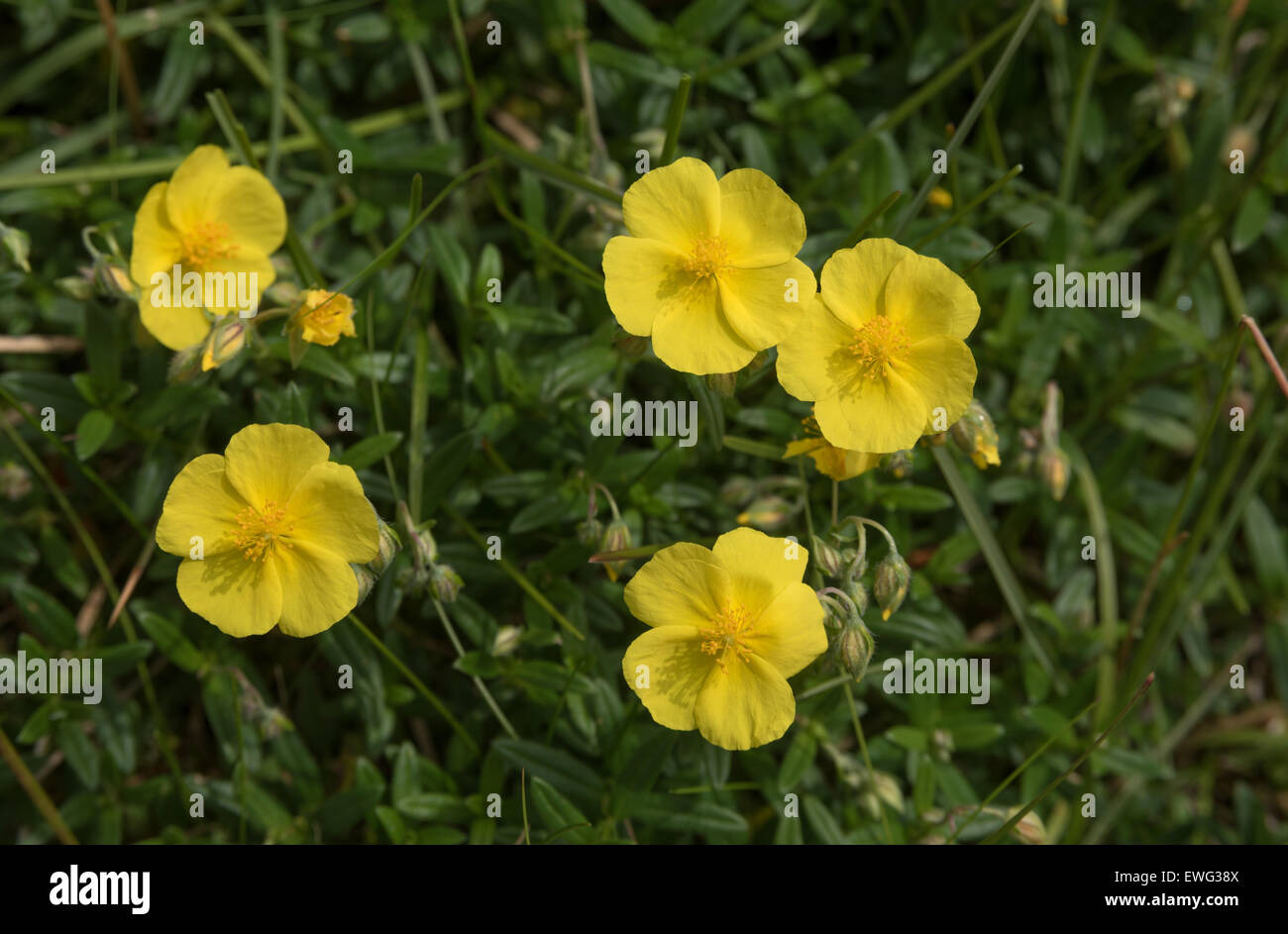 Il Comune di Rock Rose Foto Stock