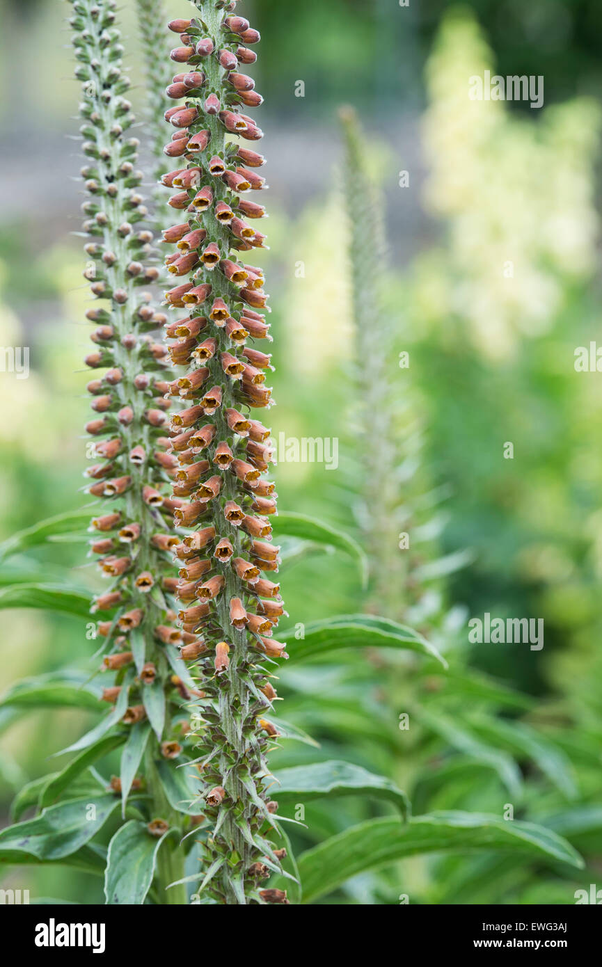 Digitalis parviflora "cioccolato al latte". Foxglove "cioccolato al latte" in fiore Foto Stock