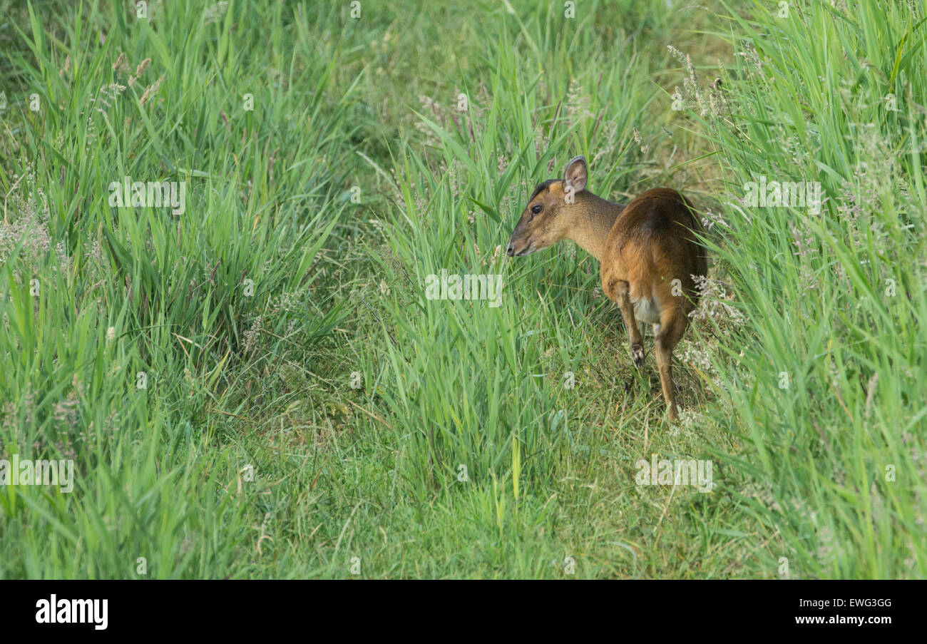 Reeves muntjac (Muntiacus reevesi) adulto fotografato in estate. Foto Stock