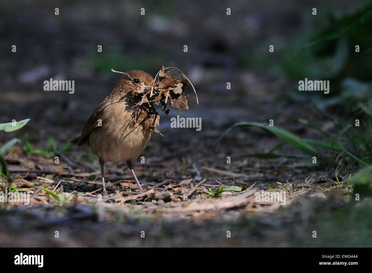 Tordo femmina Nightingale costruisce un nido Foto Stock