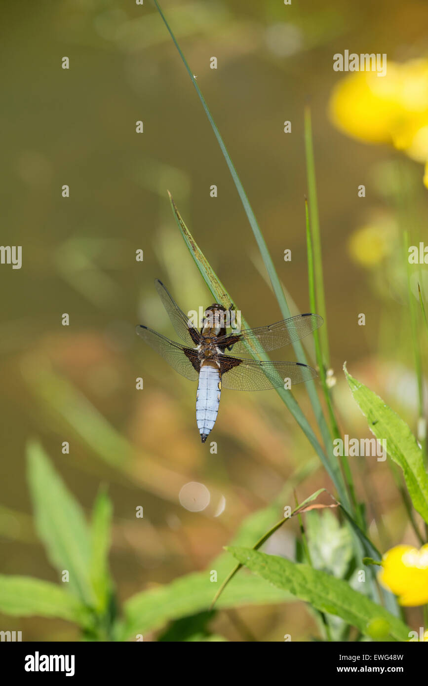 Ampia corposo chaser (Libellula depressa), maschi adulti territorio tenuta sul bordo di un laghetto. Foto Stock