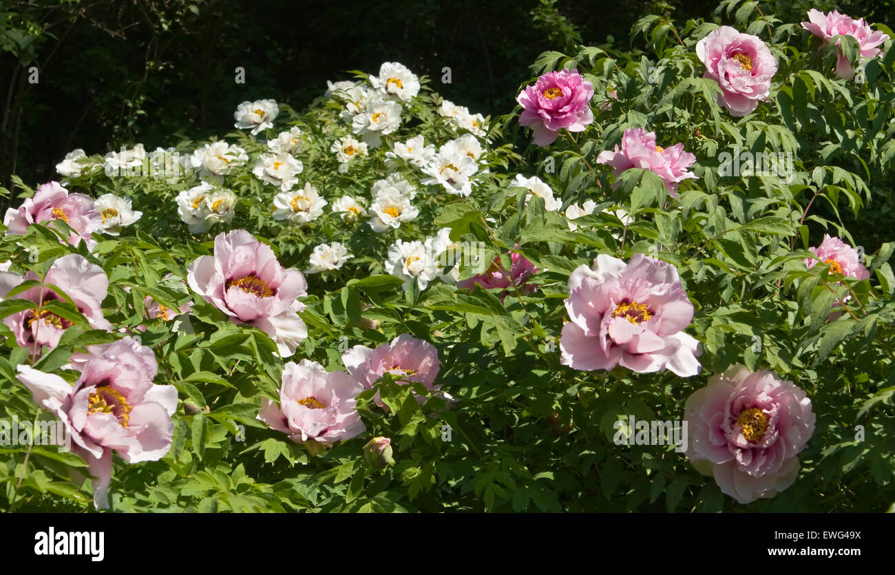 Arbusti di peonia arborea con fiori rosa e bianchi. Foto Stock