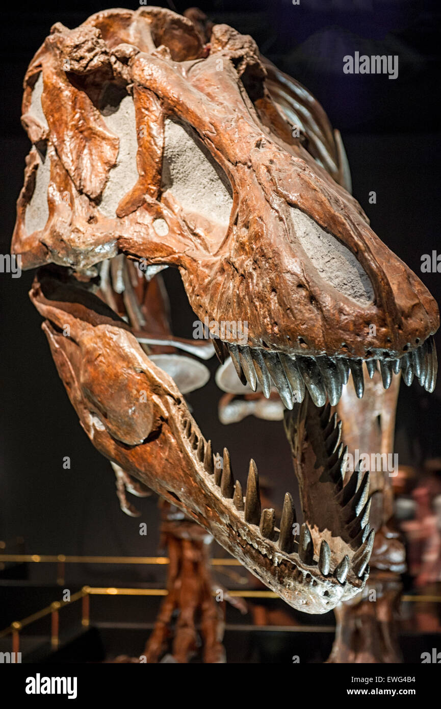 Tyrannosaurus Rex skeleton presso il Royal Tyrrell Museum di Drumheller, Alberta, Canada Foto Stock