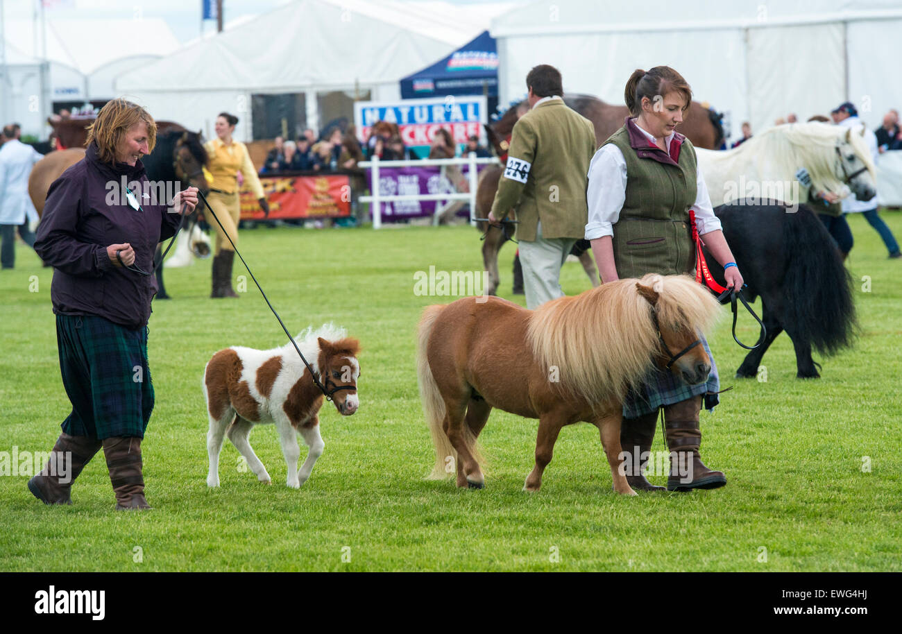 Primo luogo pony Shetland in Grand Parade presso il Royal Highland Show, Edimburgo, Scozia, Venerdì 19 Giugno 2015 Foto Stock