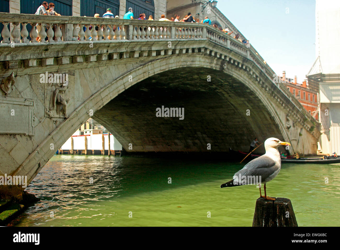 Venezia - Giallo zampe (gabbiano Larus michahellis) e il Ponte di Rialto Foto Stock
