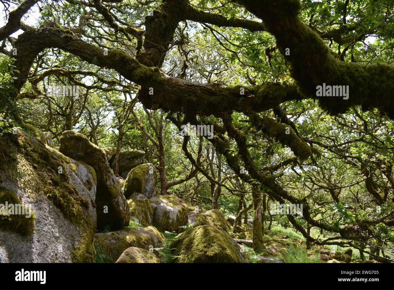 Wistman il legno ad alta altitudine oakwood con recedono alberi, muschi e licheni. Parco Nazionale di Dartmoor, Devon, Inghilterra Foto Stock