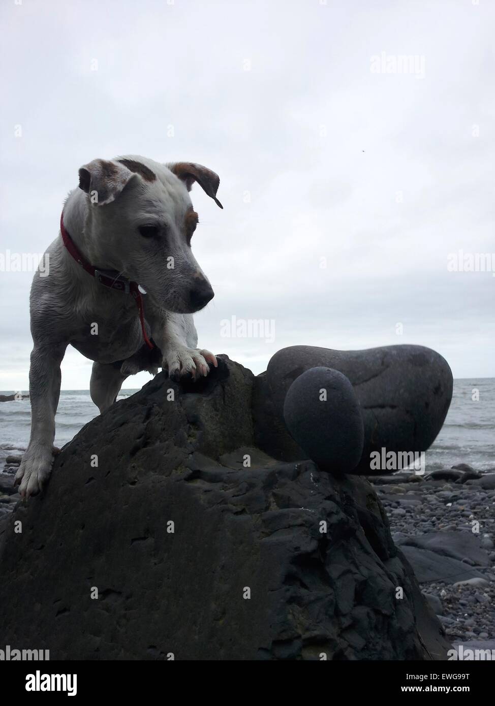 Naughty Jack Russell abbattendo la mia Beach Art. Foto Stock