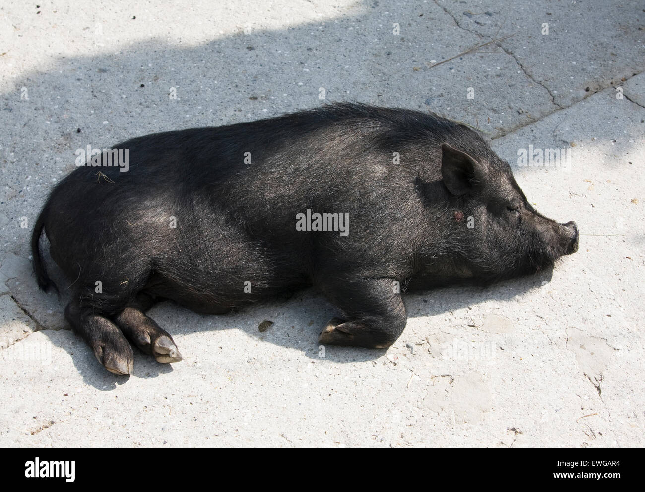 Little Black diminutivo pig dormendo. Foto Stock