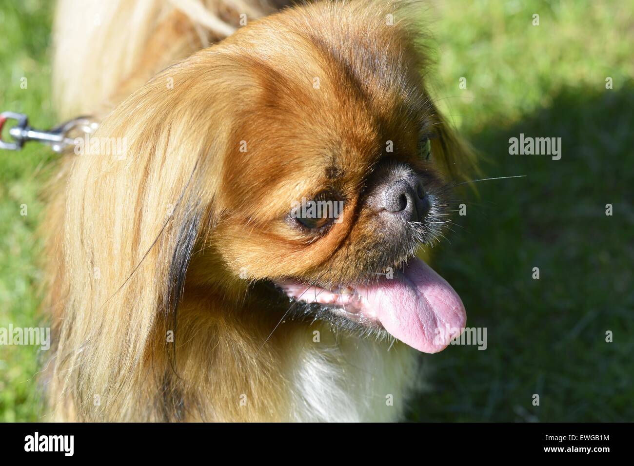Pekinese Foto Stock