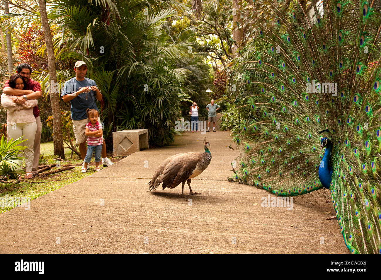 Peafowl indiano (Pavo cristatus) e persone. Zoo ave. Costa Rica. America Foto Stock