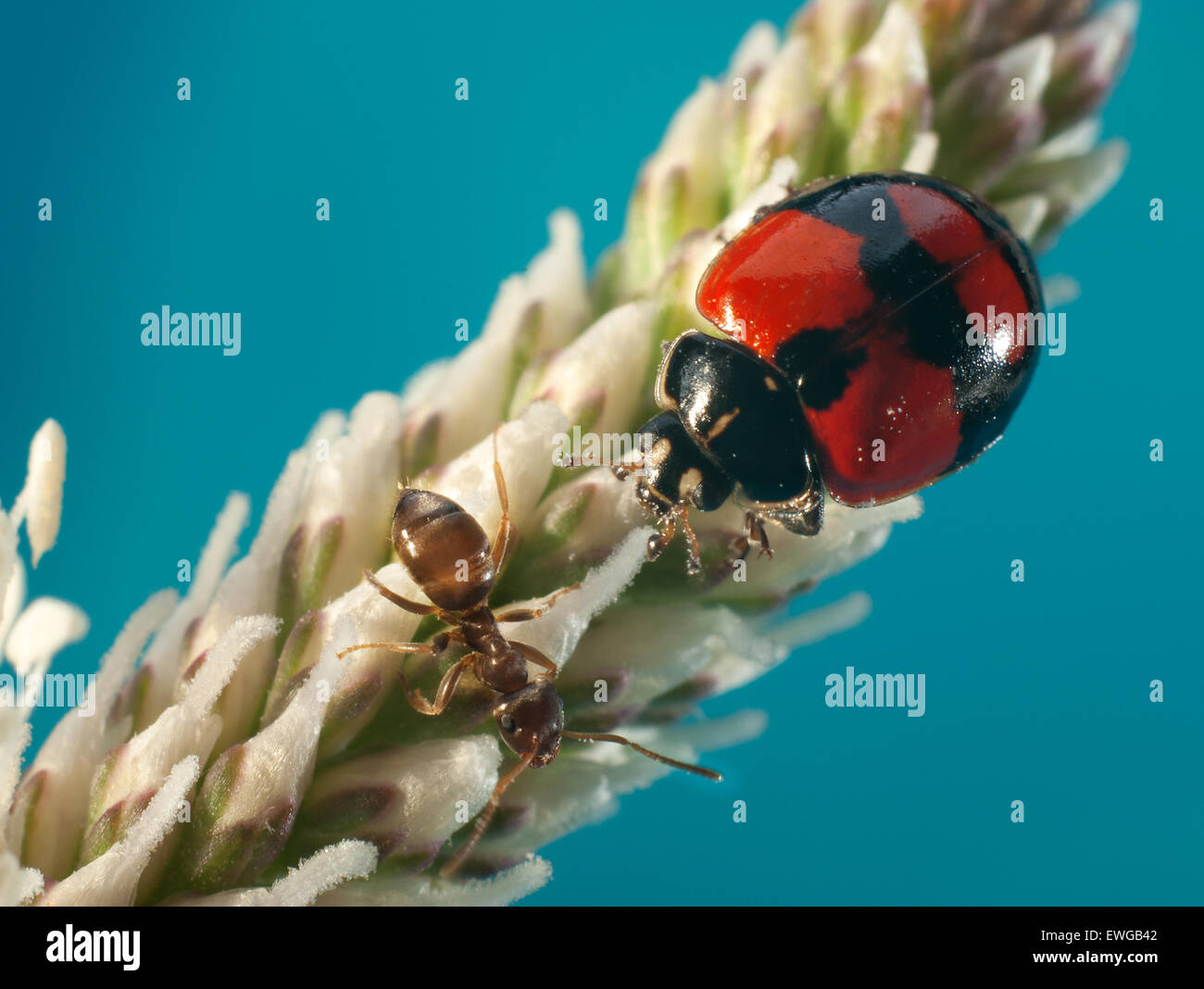 Ladybug datoteka (Adalia bipunctata),(Coccinellidae) soddisfatte con ant (Lasius fuliginosus). Foto Stock