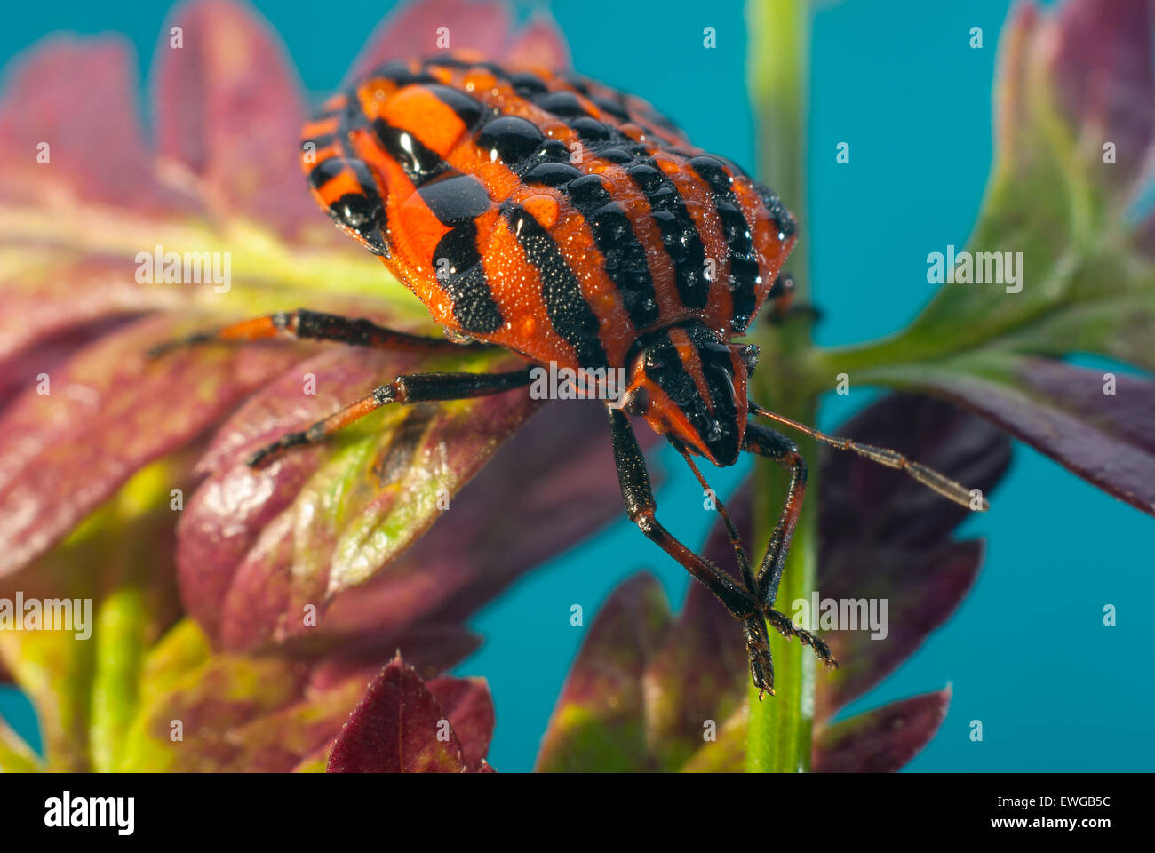 Bug stink bug bar, o graphosoma striped (lat. Graphosoma lineatum). Foto Stock