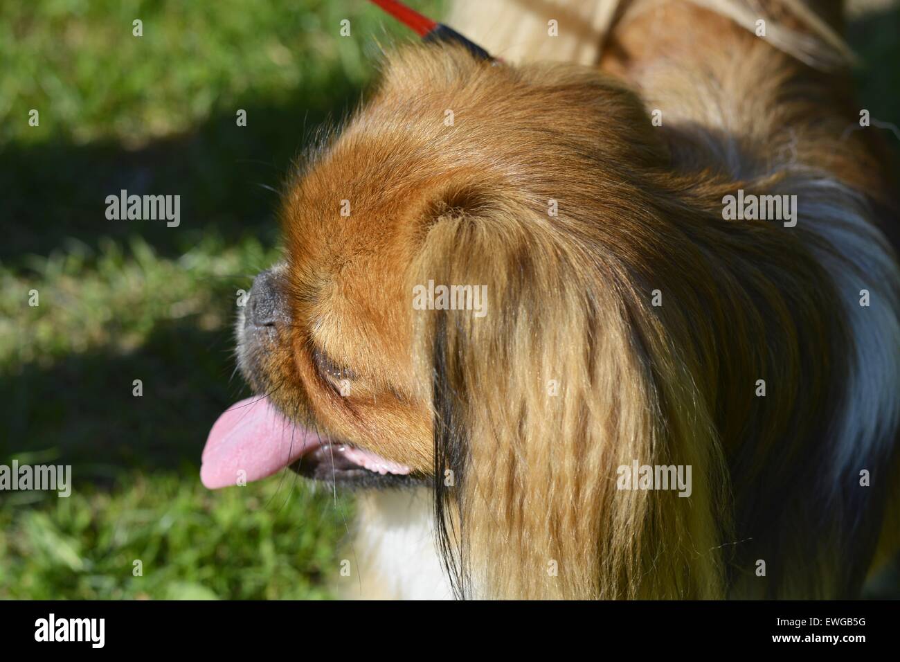Pekinese Foto Stock