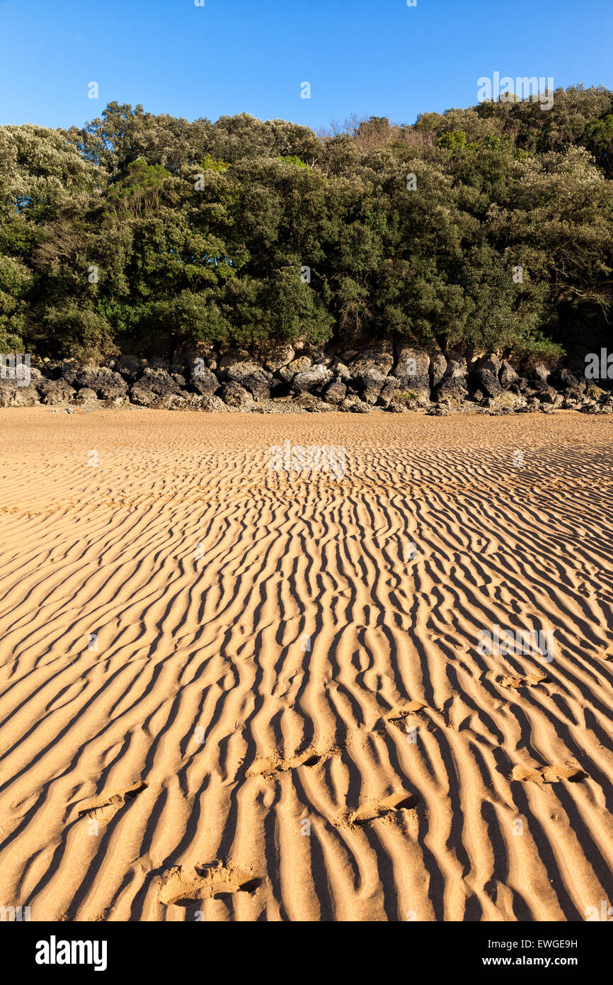 Orme nella sabbia modello durante la bassa marea, con alberi come sfondo Foto Stock