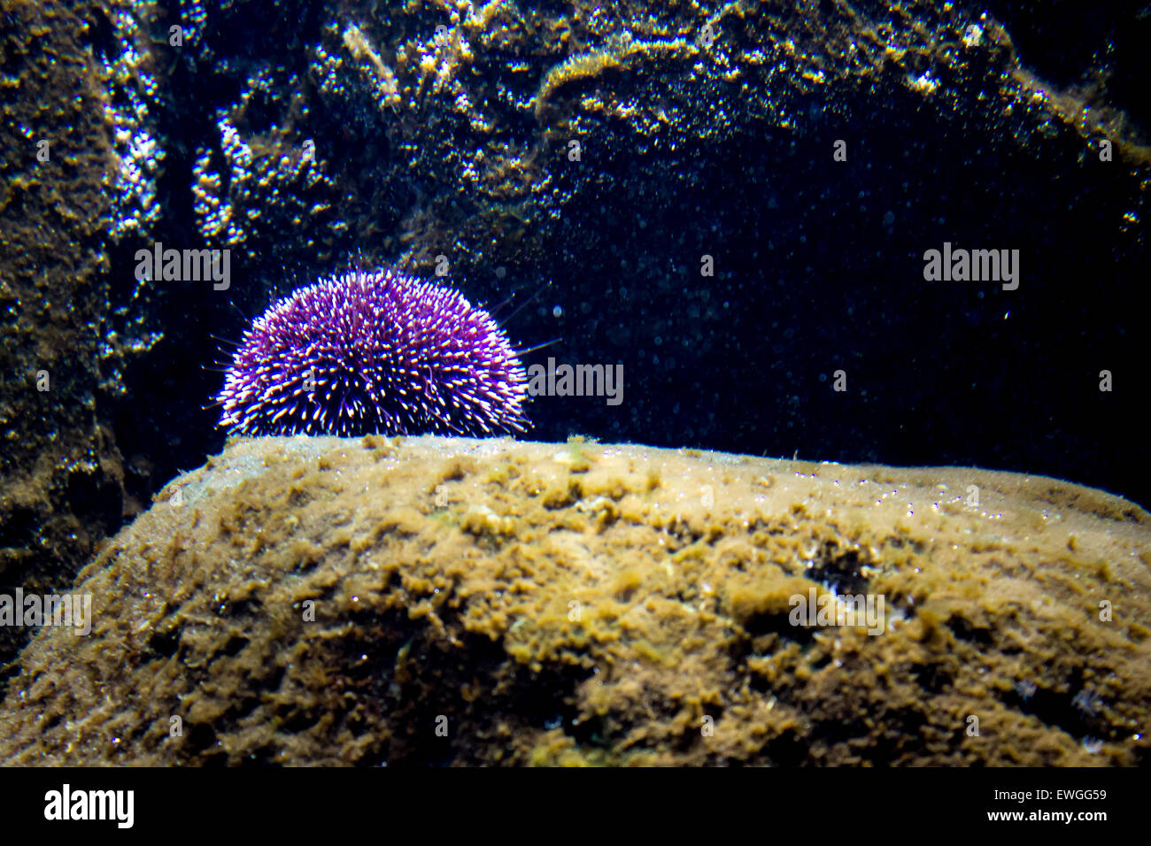 Violetta ricci di mare sul display al Cretaquarium vicino Gournes, Creta. Foto Stock
